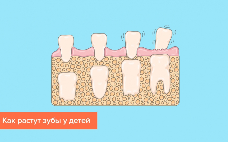 Зубы у детей — сколько должно быть, как растут, фото в статье экспертного журнала Startsmile.ru