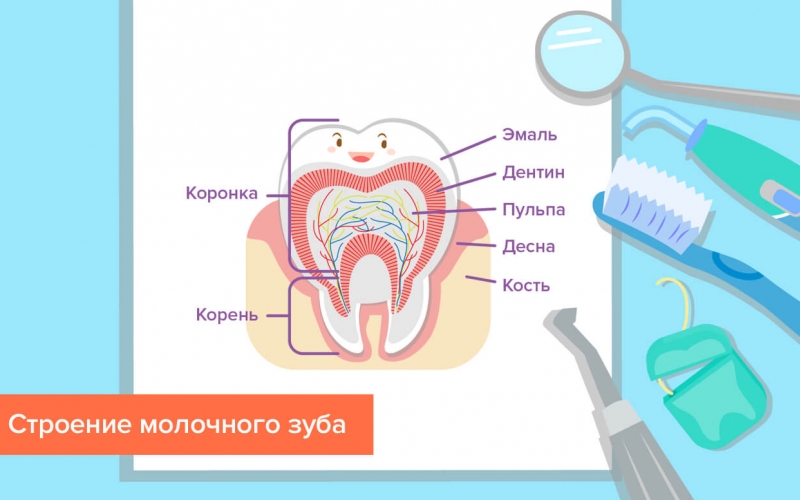 Зубы у детей — сколько должно быть, как растут, фото в статье экспертного журнала Startsmile.ru