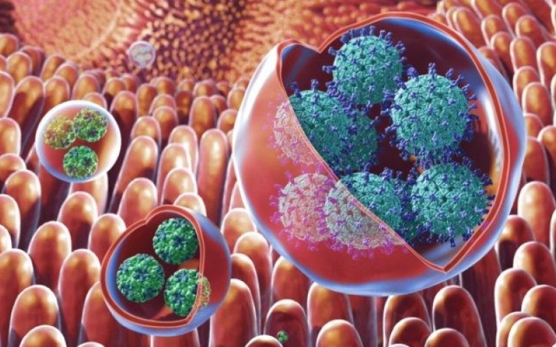 Ученые Национального института здравоохранения обнаружили, что ротавирусные инфекции могут передаваться через слюну