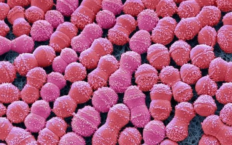 Микробиота полости рта и ее роль в развитии пародонтопатий