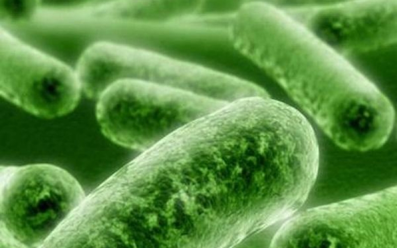Микробы полости рта проявляют бактериальную устойчивость к обычным антисептикам