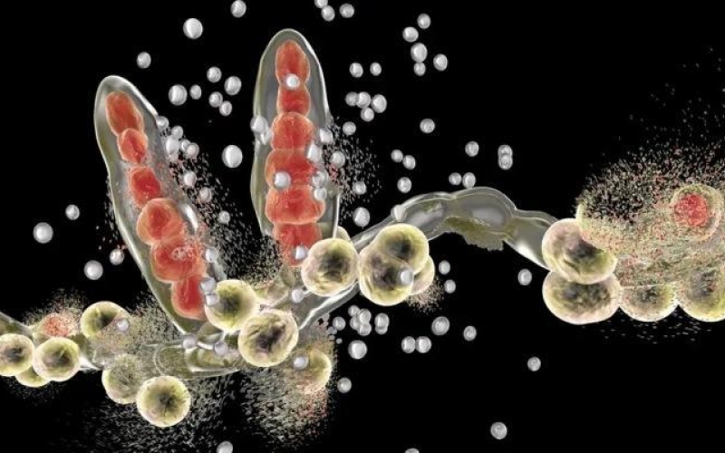 Нанороботы быстро и эффективно борются с грибковыми инфекциями полости рта